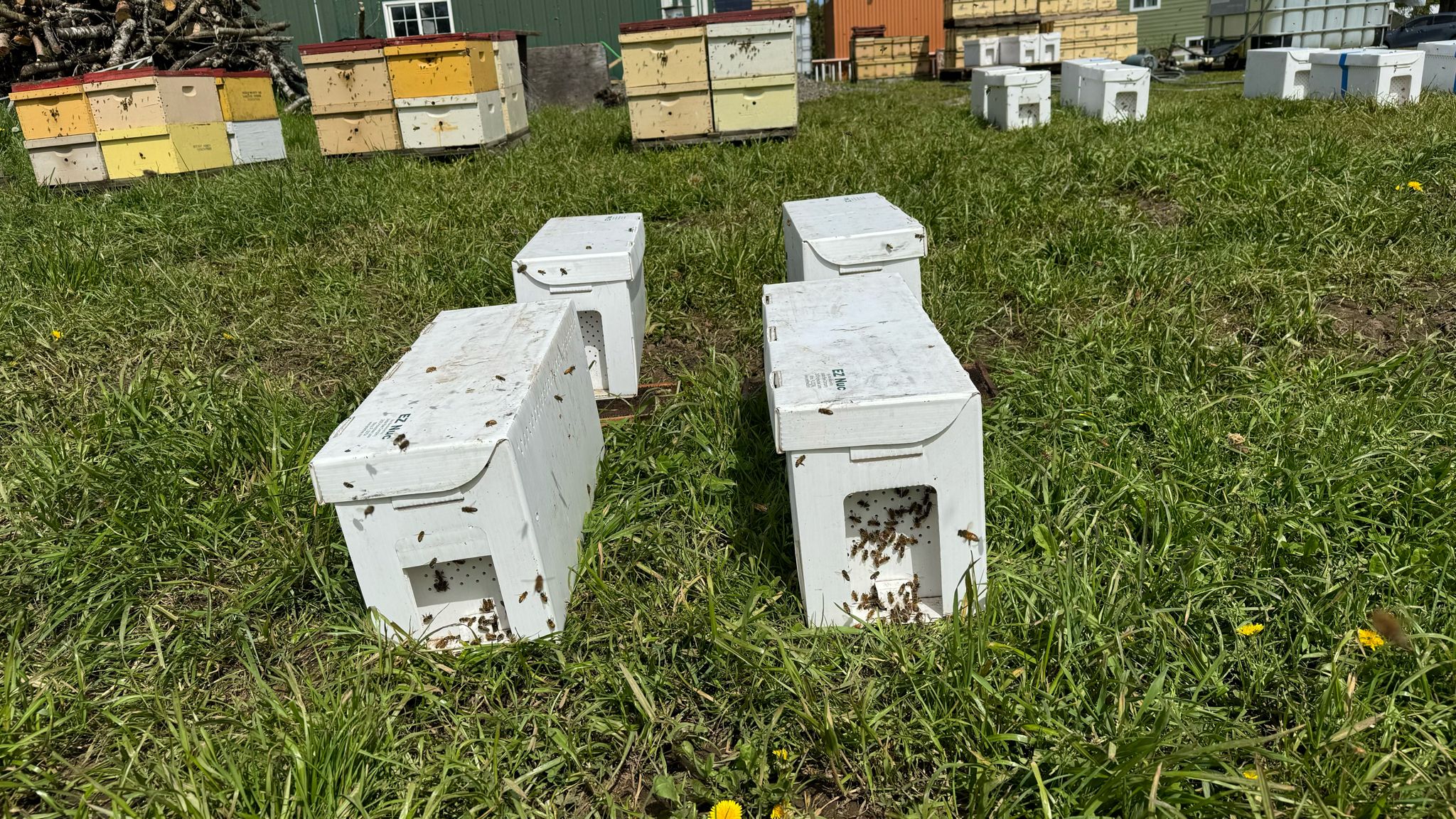 Spring 2027 NUC Bee Hives