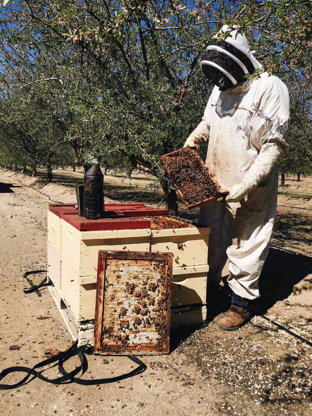 Commercial Pollination Services